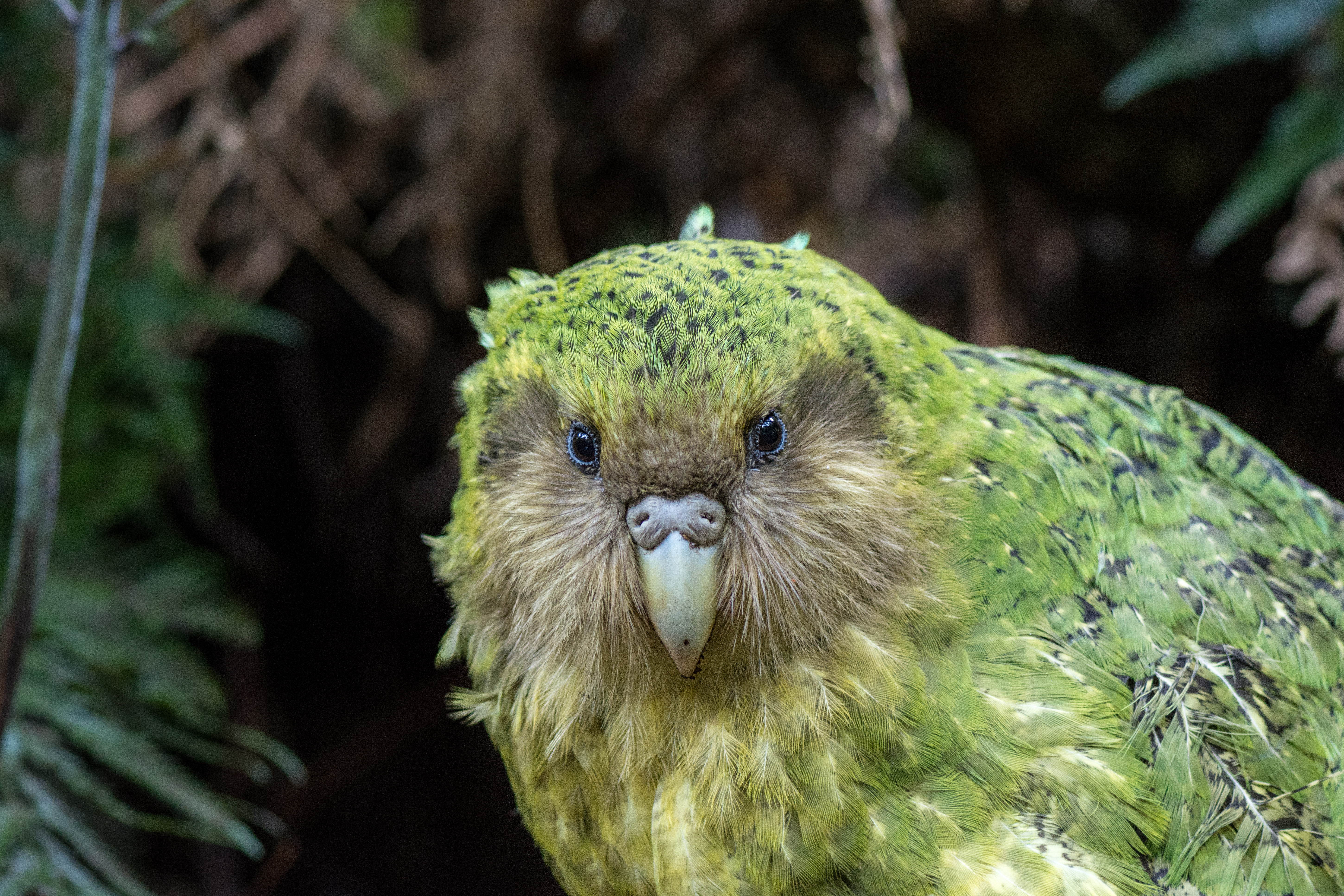Strigops habroptilus (Kākāpō)